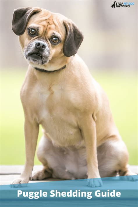 do puggles shed.